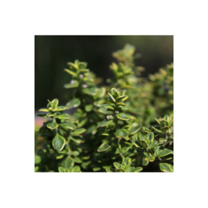 Thymian